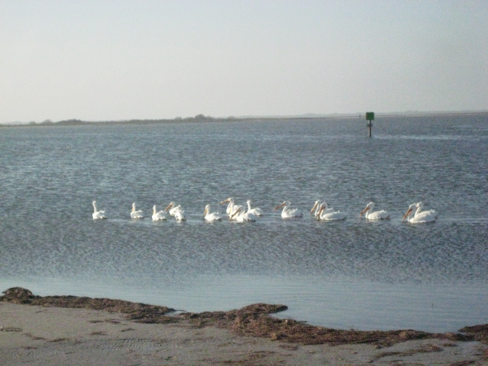 Birds!